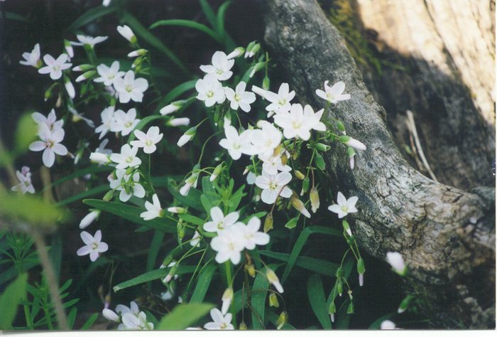 white wild flowers