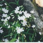 white wild flowers