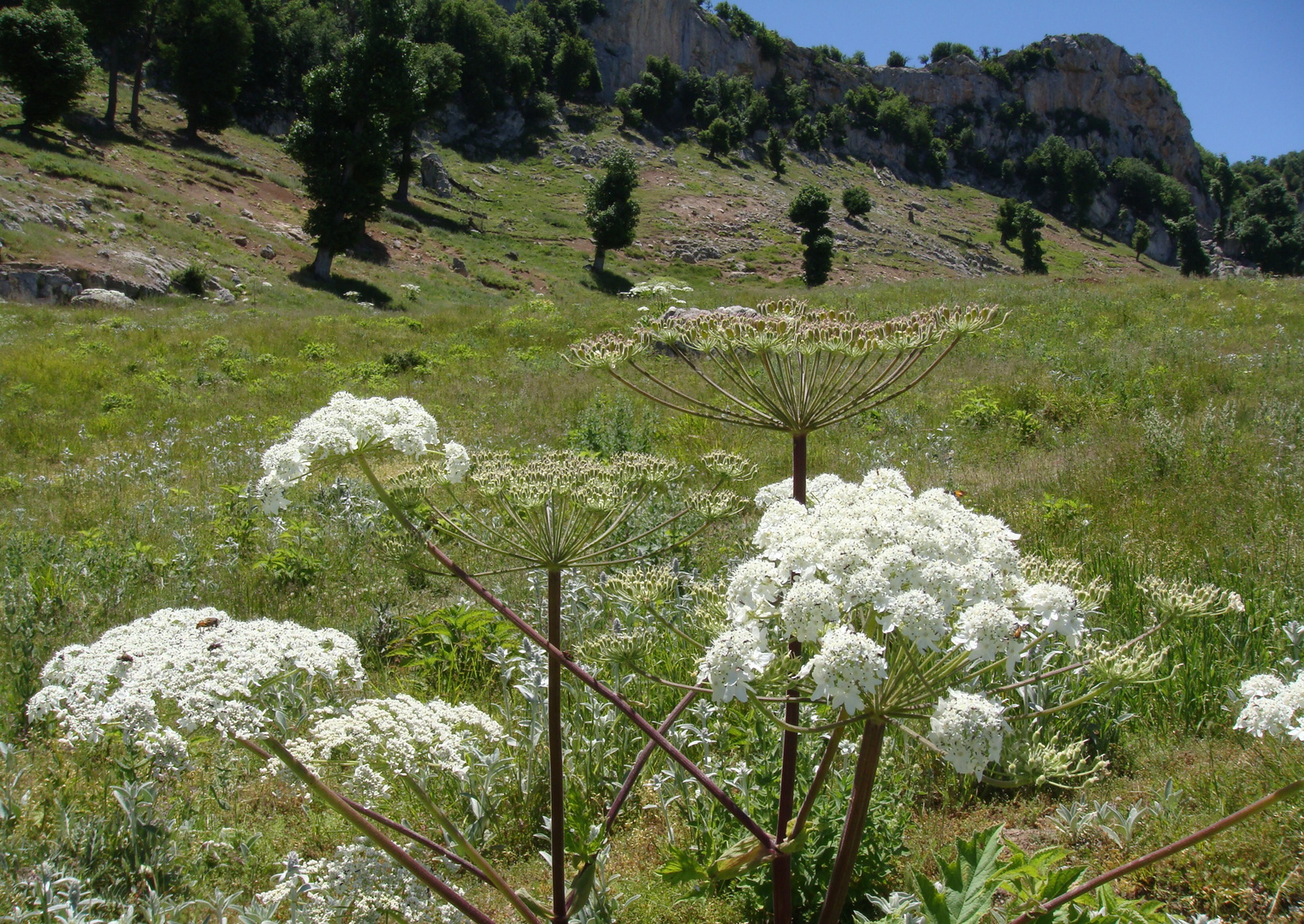 White wild flowers in top
