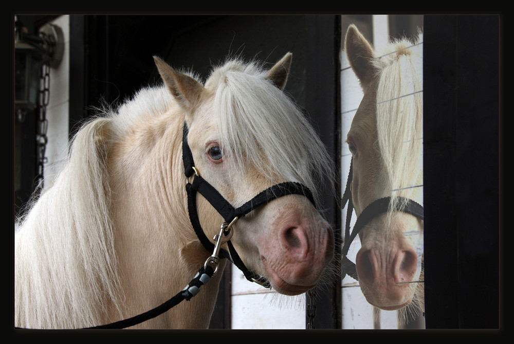 white wild horse