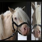 white wild horse