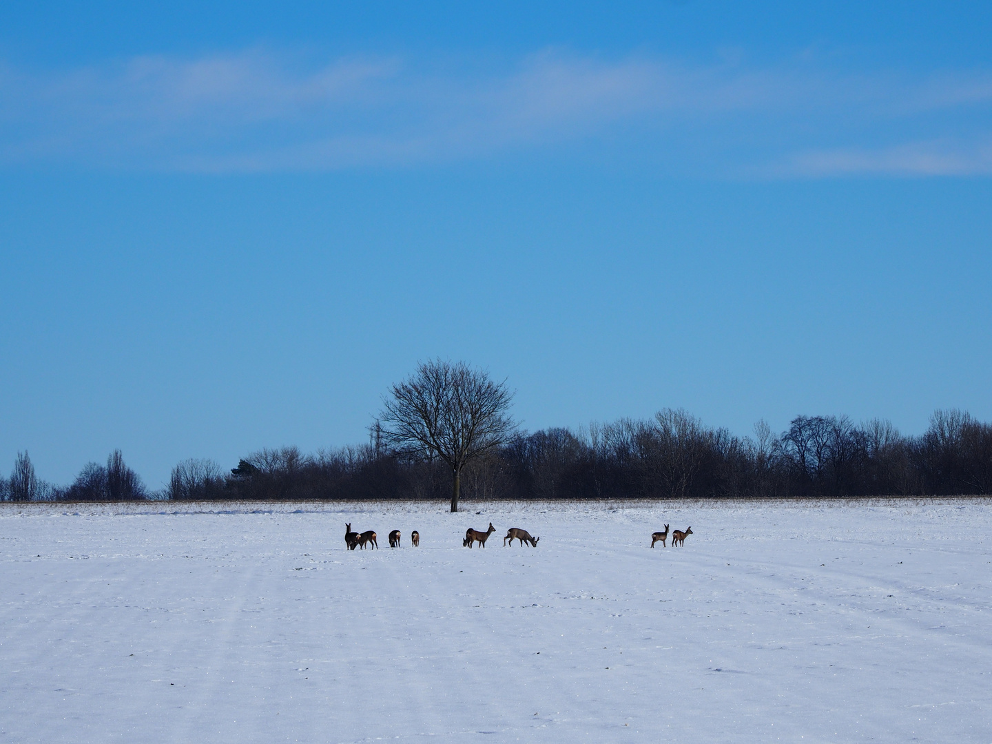 White wildlife