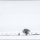 white windmill