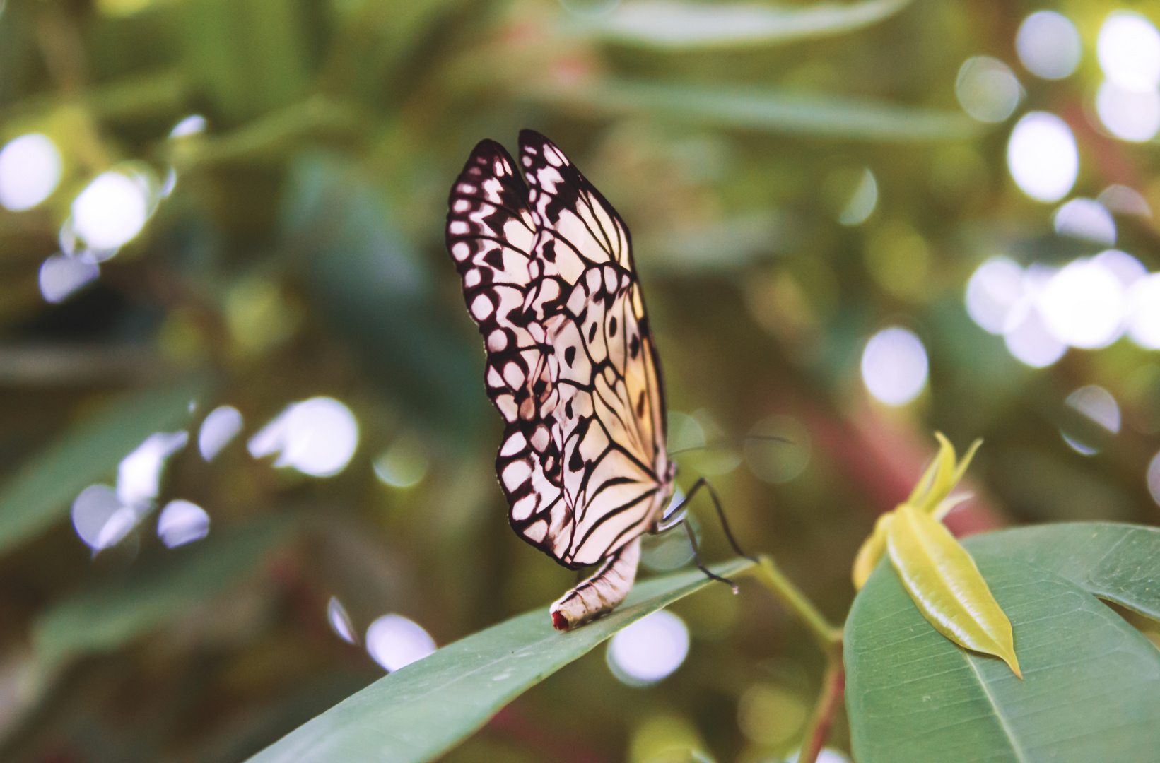 white wings