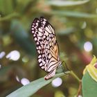 white wings