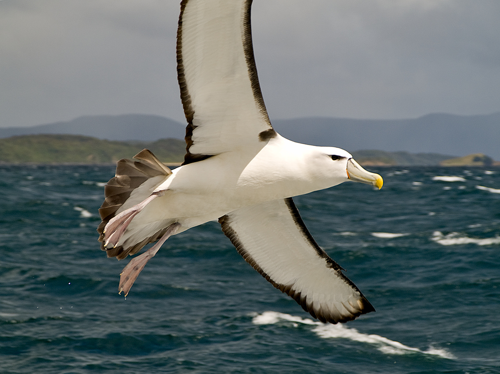 White Wings