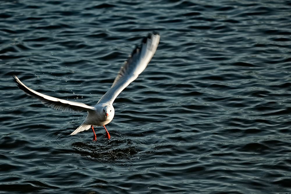 White Wings