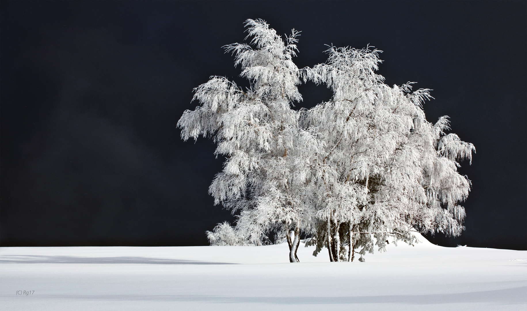 white winter