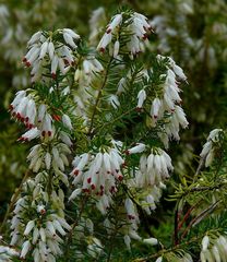 White Winter Heather