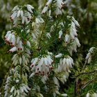 White Winter Heather