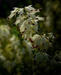 White Winter Heather