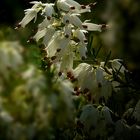 White Winter Heather