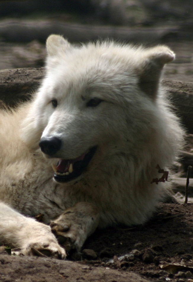 White Wolf