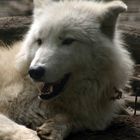 White Wolf