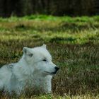 white wolf