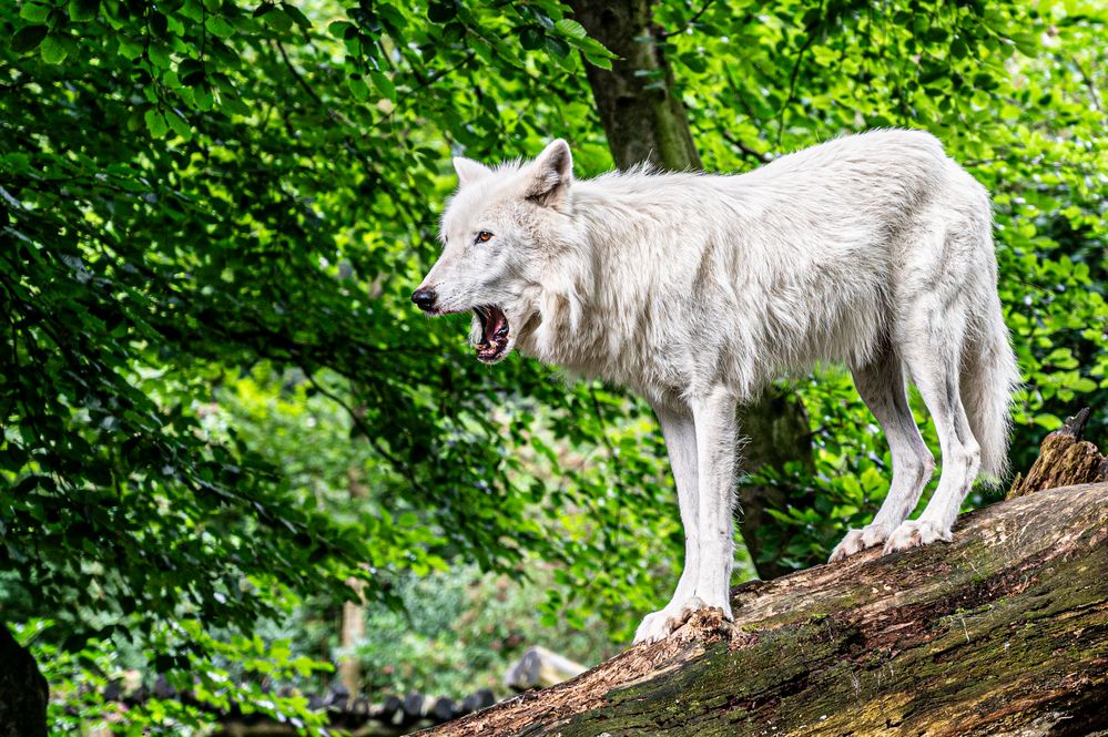 White Wolf