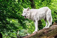 White Wolf