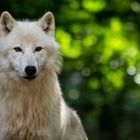 White Wolf