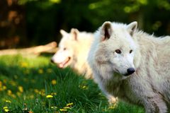 White Wolf