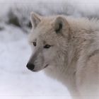 WHITE WOLF