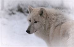 WHITE WOLF