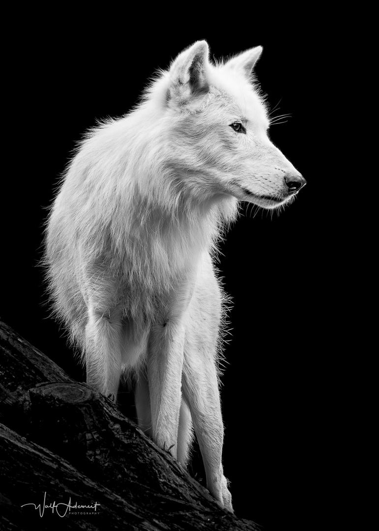 white wolf