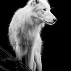 white wolf