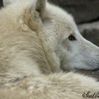 White Wolf