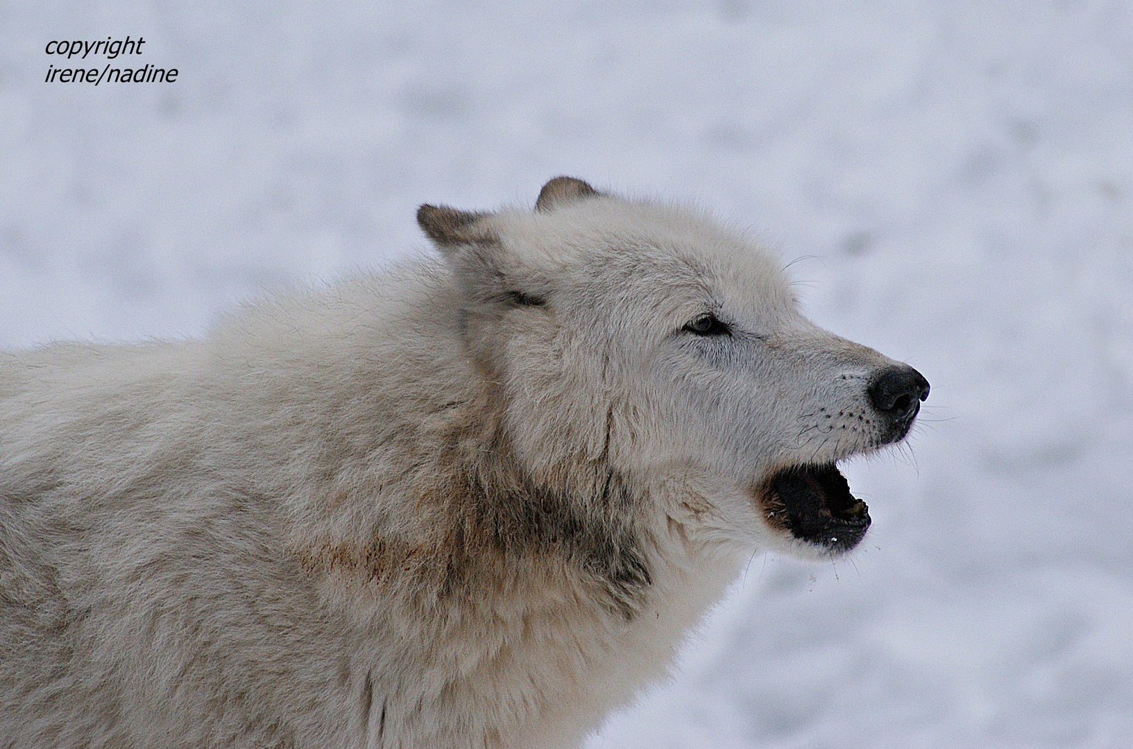 White Wolf crying !