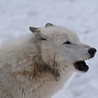 White Wolf crying !