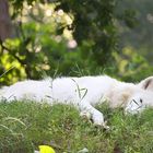 White Wolf relaxing