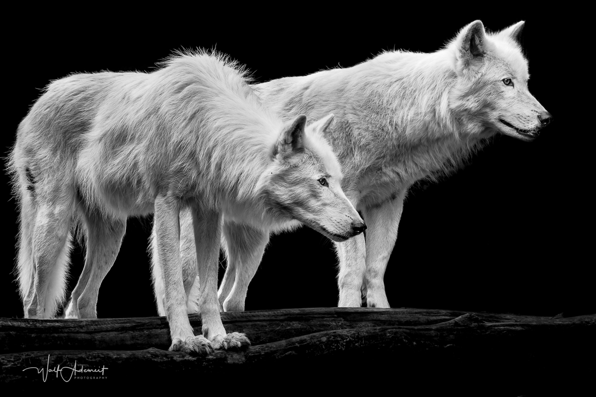 white wolfes