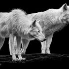 white wolfes