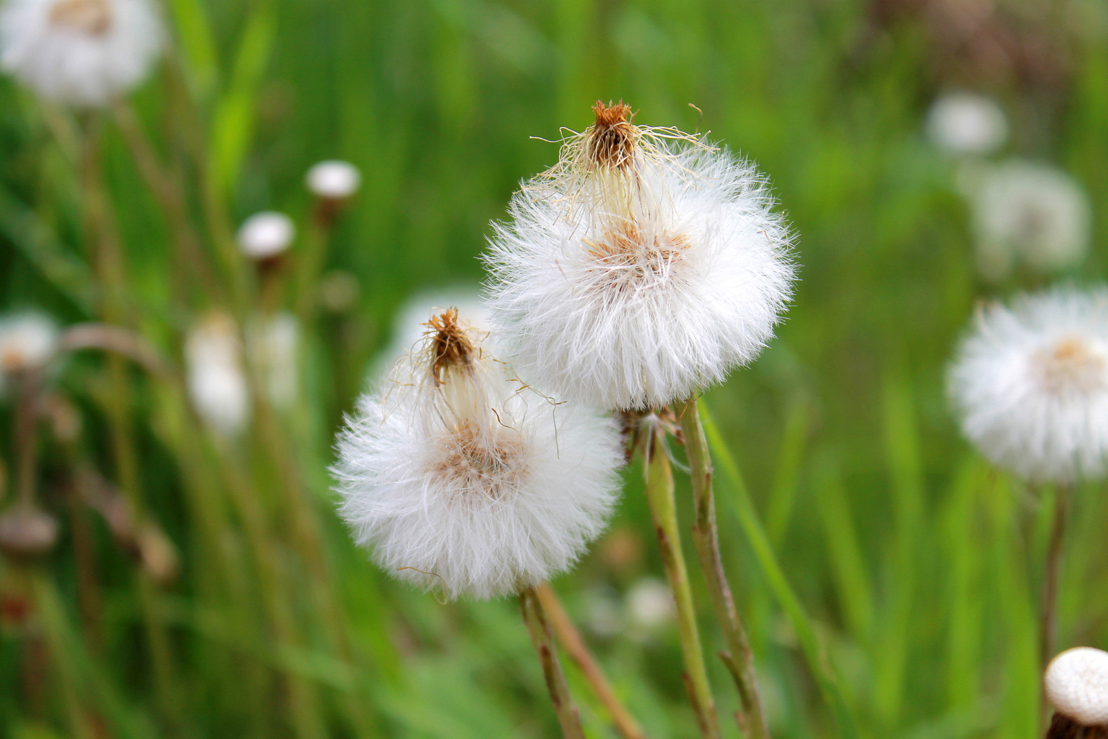 White Wonder