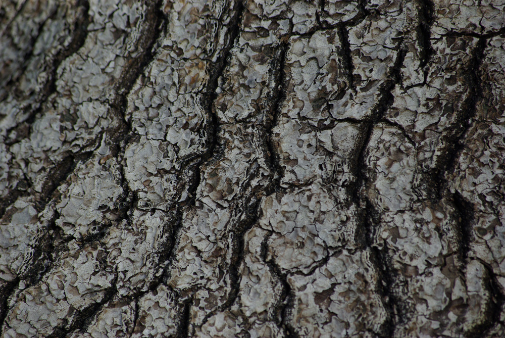 white wood structure