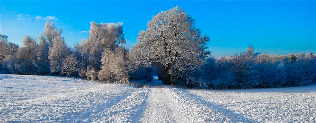 White Woods