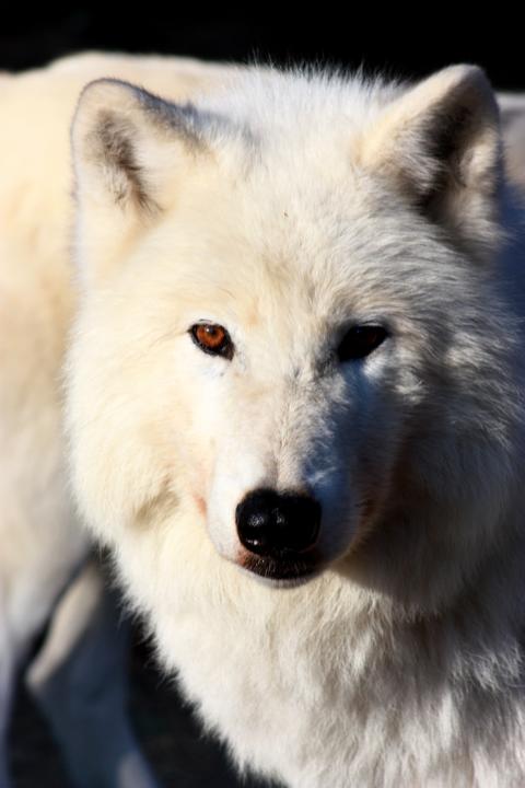 white wulf