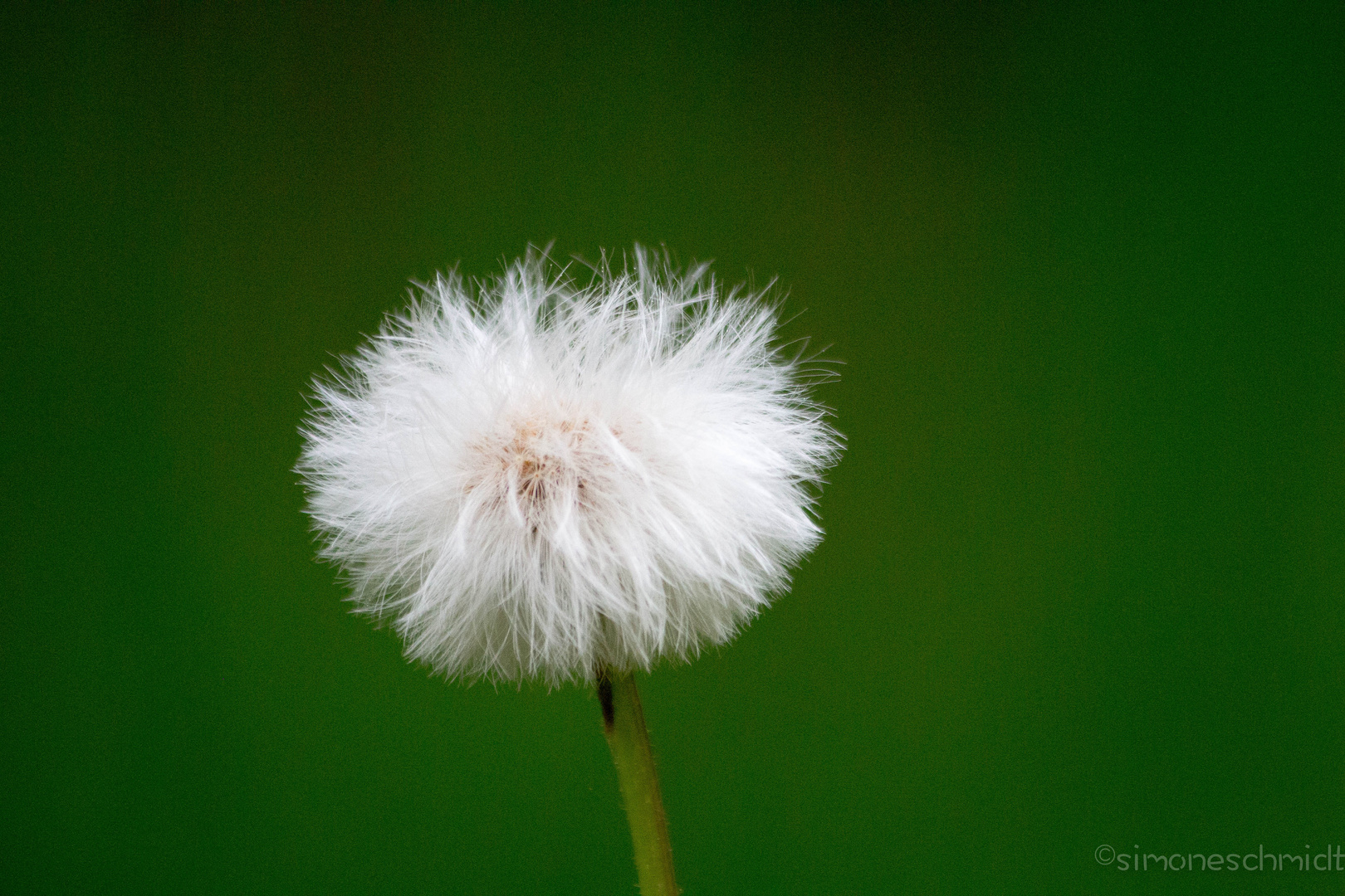 White.and.green.