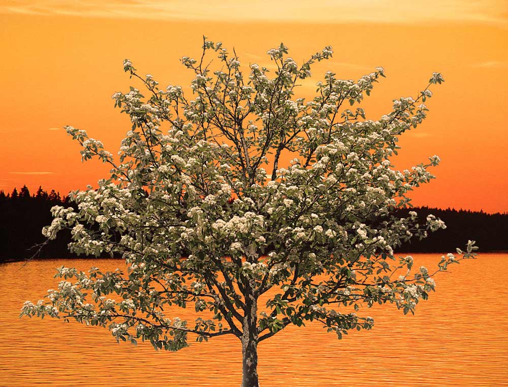 Whitebeam blooming at sunset