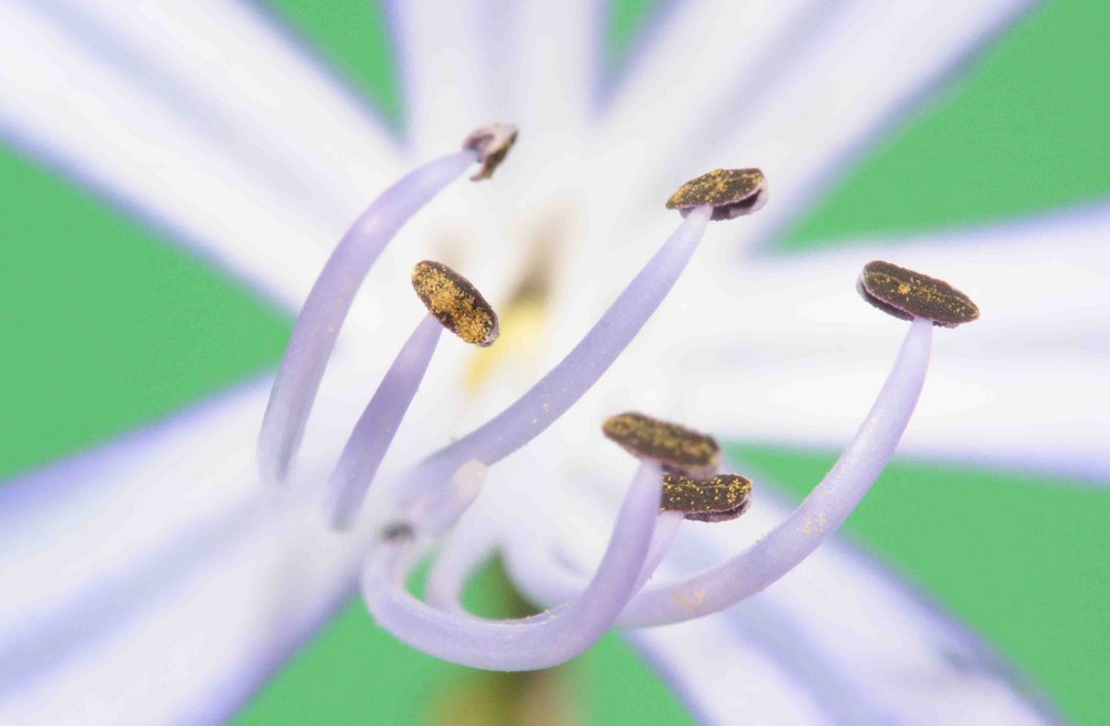 whiteblue Flower