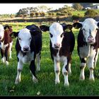 Whiteface Weaners