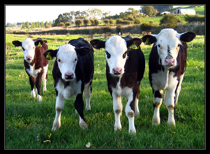 Whiteface Weaners