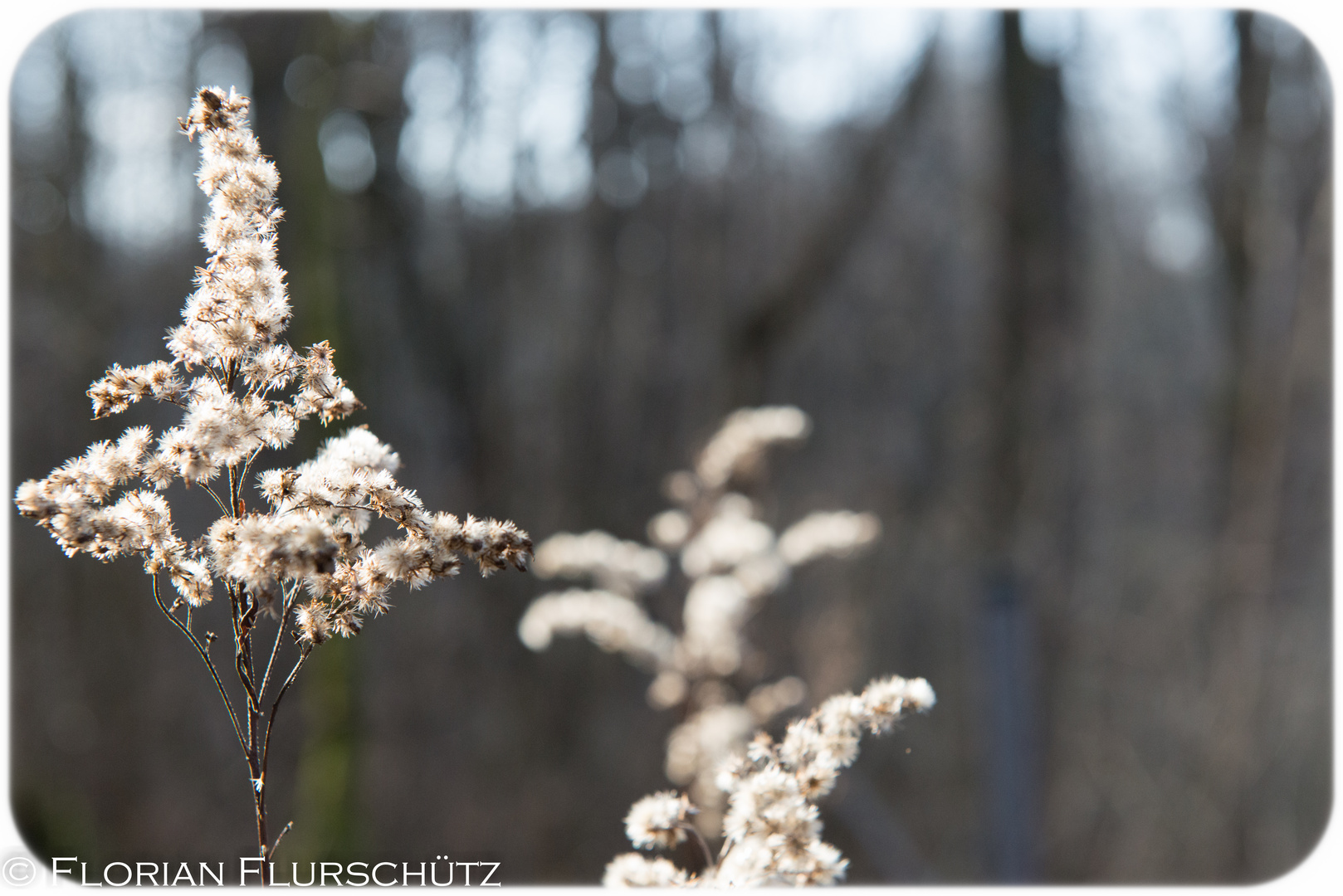 Whiteflower