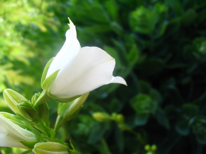 whiteflower