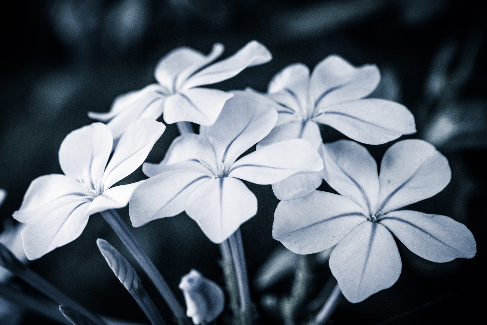 white_flowers