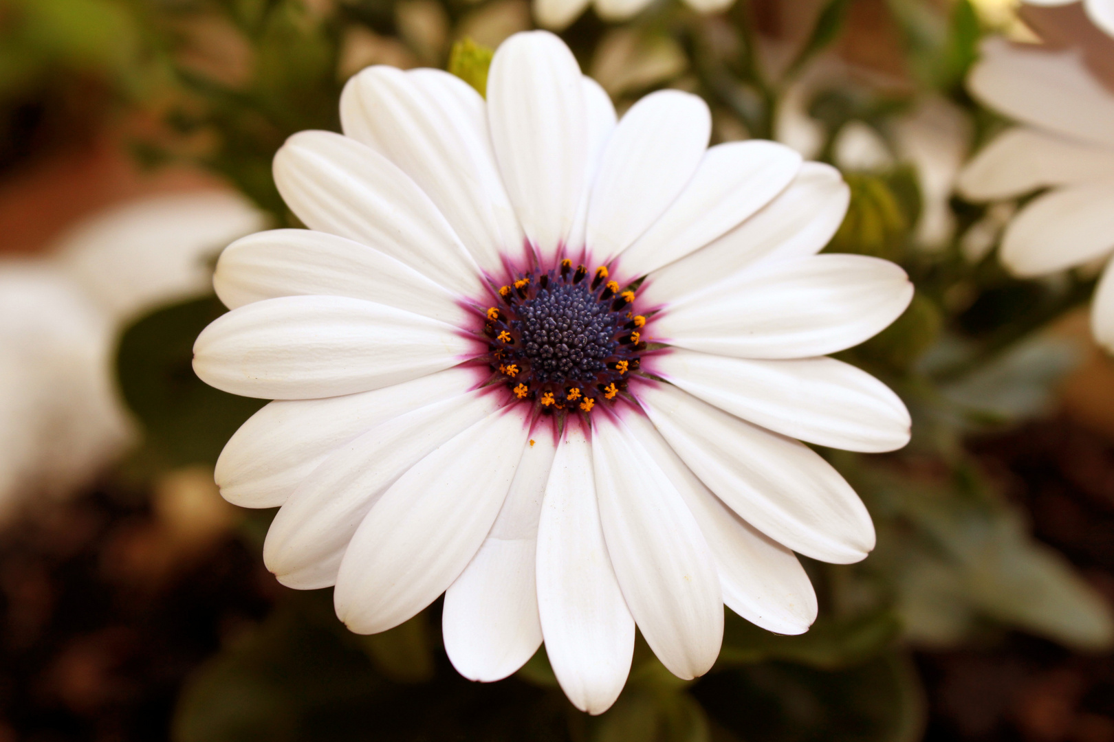 WhiteFlowers of home