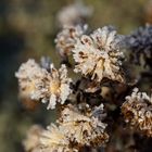 Whitefrost