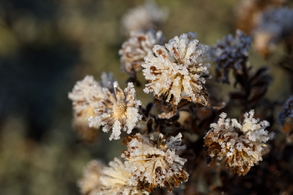 Whitefrost