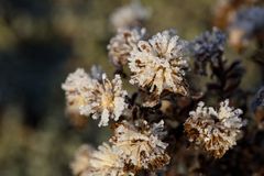 Whitefrost