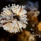 Whitefrost